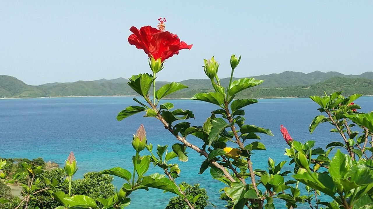赤尾木湾