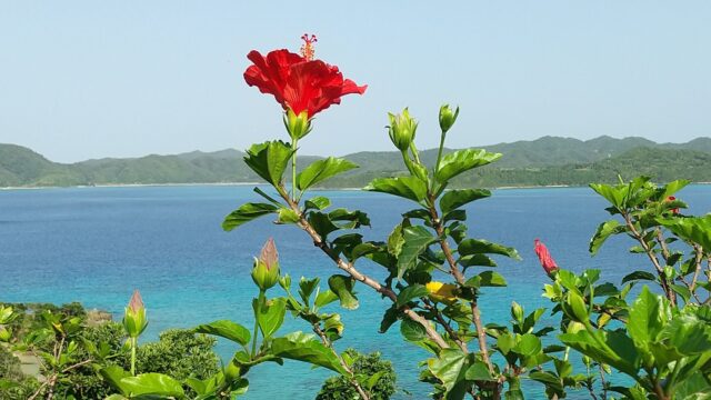 赤尾木湾