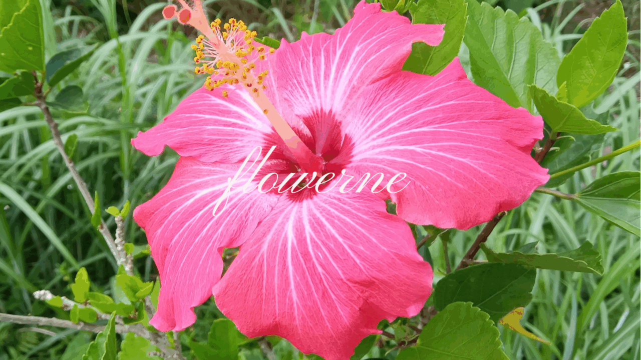 flowerne