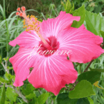flowerne
