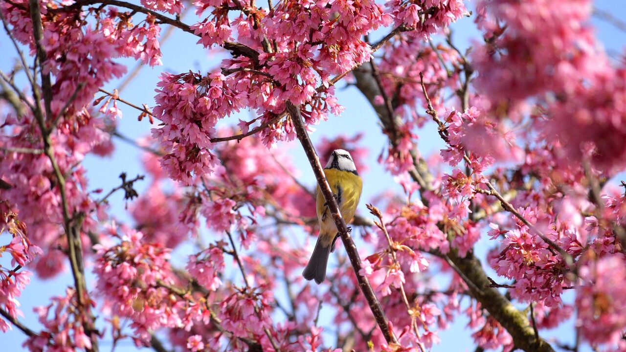 桜