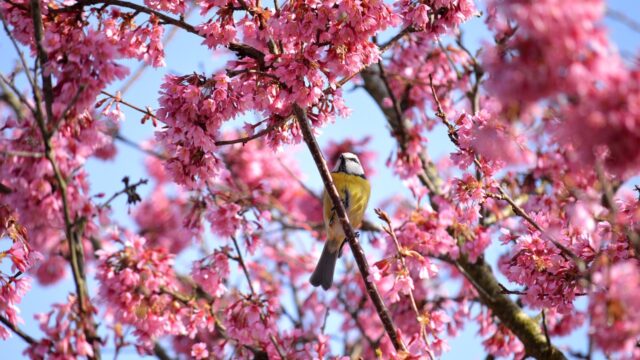 桜